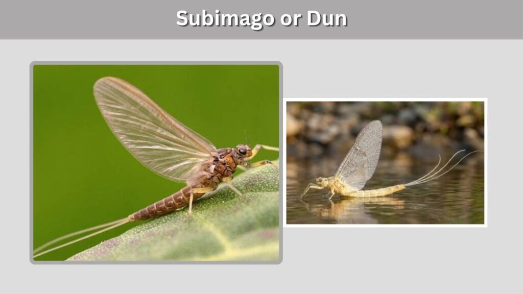 Subimago or Dun