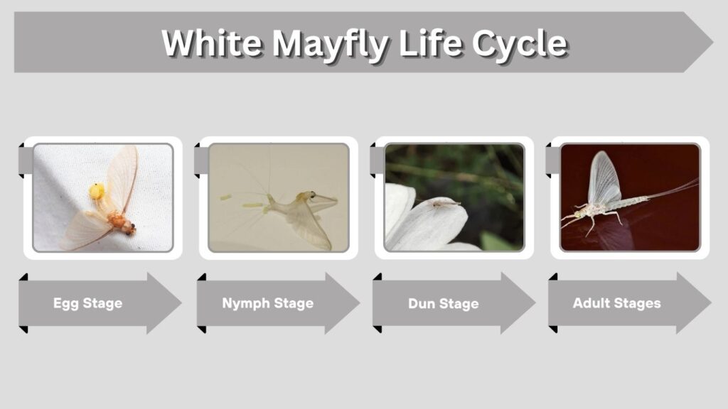 White Mayfly Life Cycle