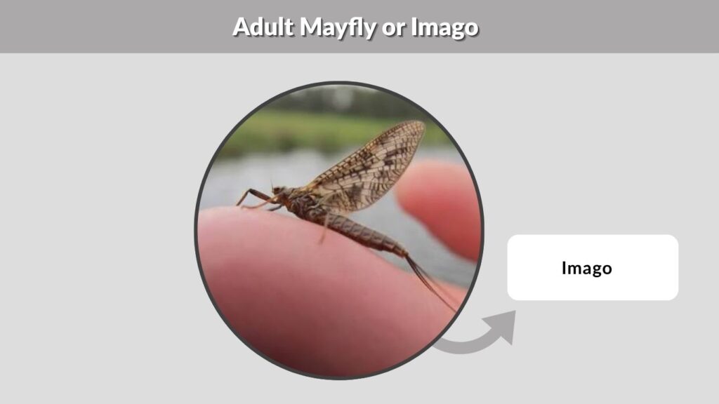  Adult Mayfly or Imago