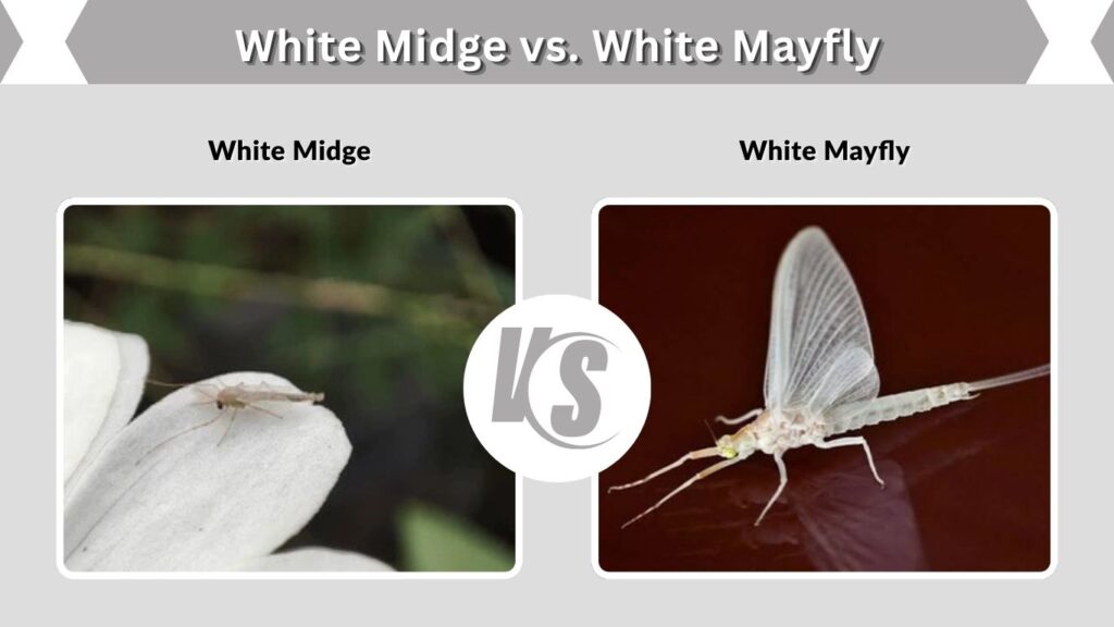 White Midge vs. White Mayfly