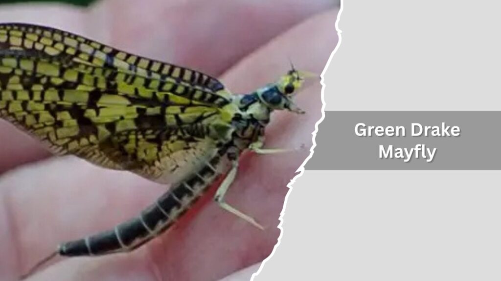 Green Drake Mayfly