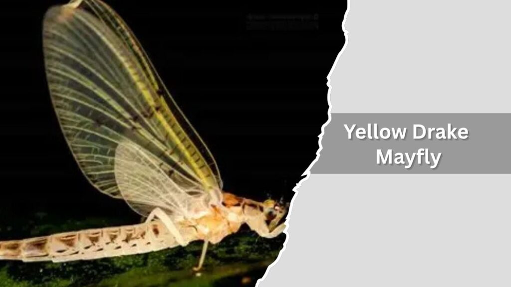 Yellow Drake Mayfly