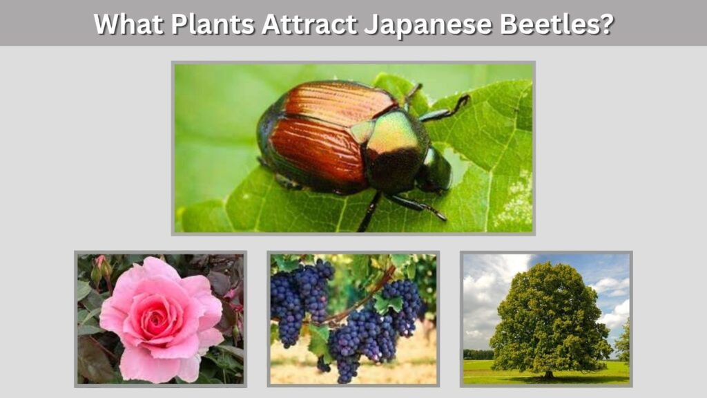 What Plants Attract Japanese Beetles?