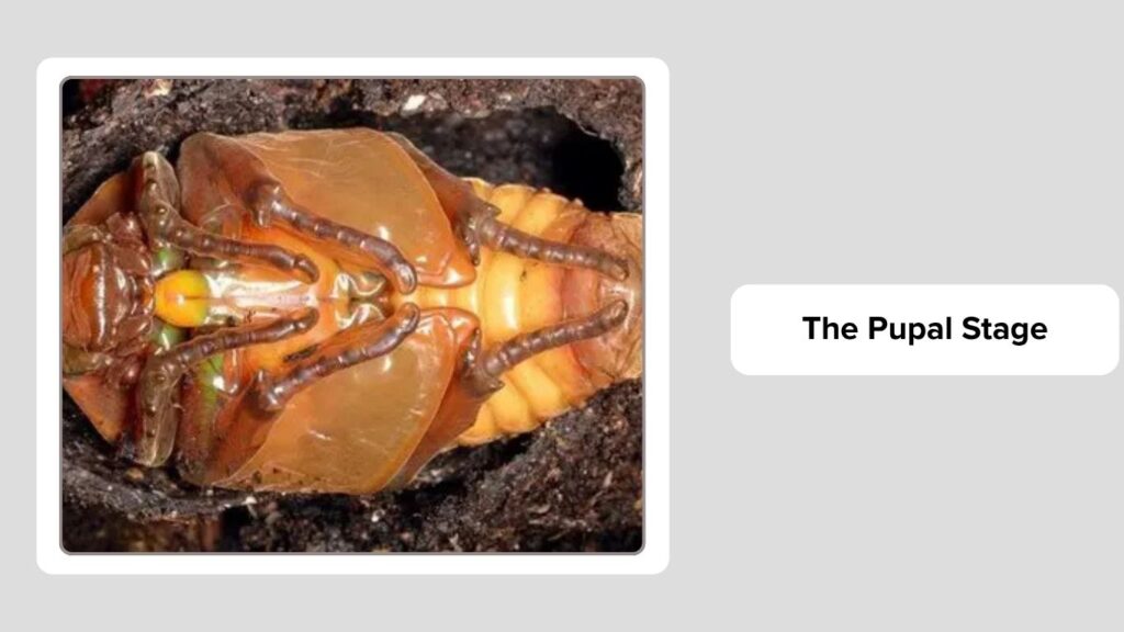 Stage 3: The Pupal Stage