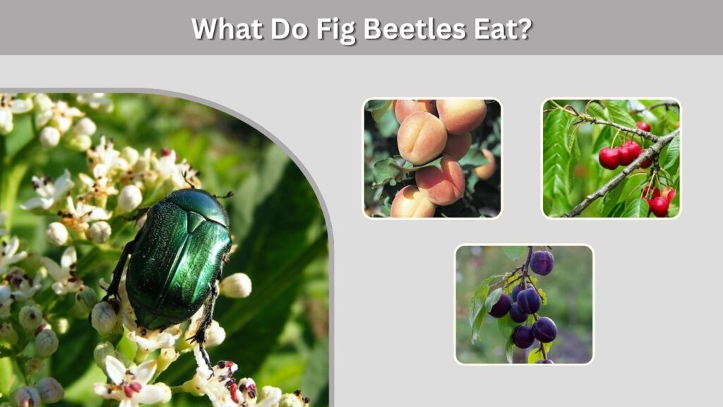 What Do Fig Beetles Eat?
