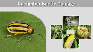 Cucumber Beetle Damage: Signs, Crops and Prevention