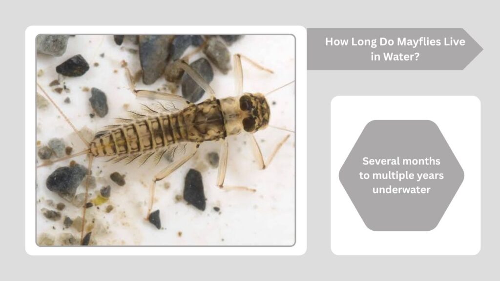 How Long Do Mayflies Live in Water?