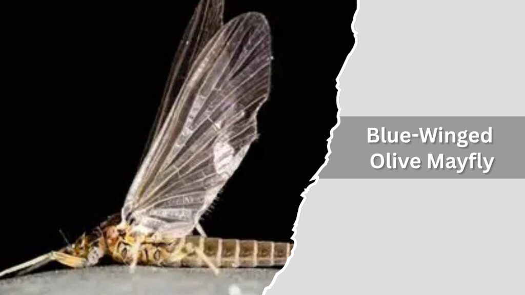 Blue-Winged Olive Mayfly
