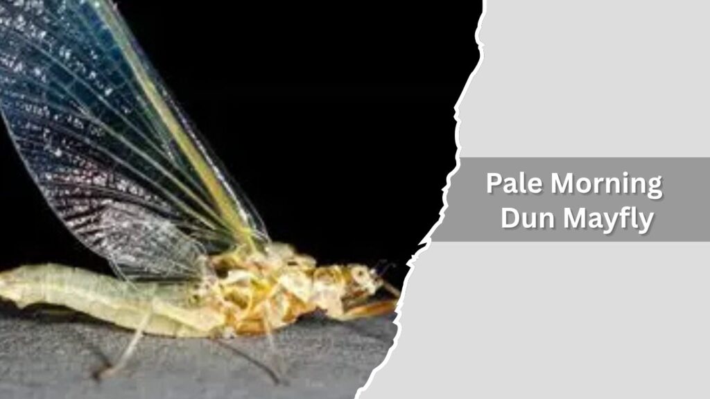 Pale Morning Dun Mayfly