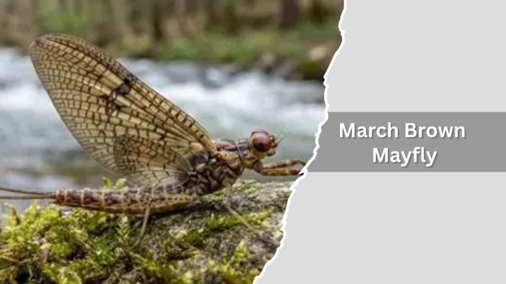  March Brown Mayfly