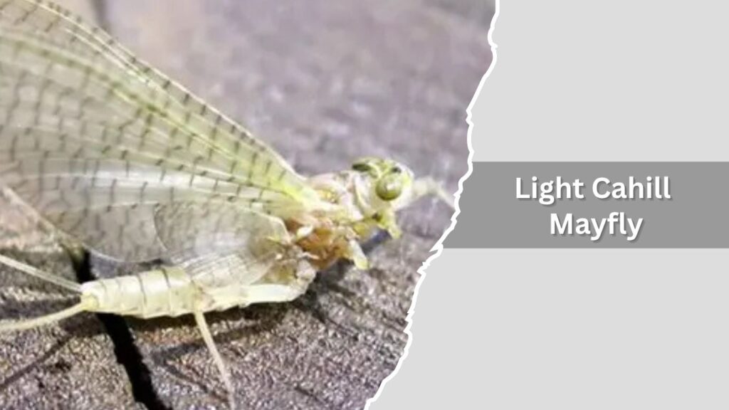  Light Cahill Mayfly