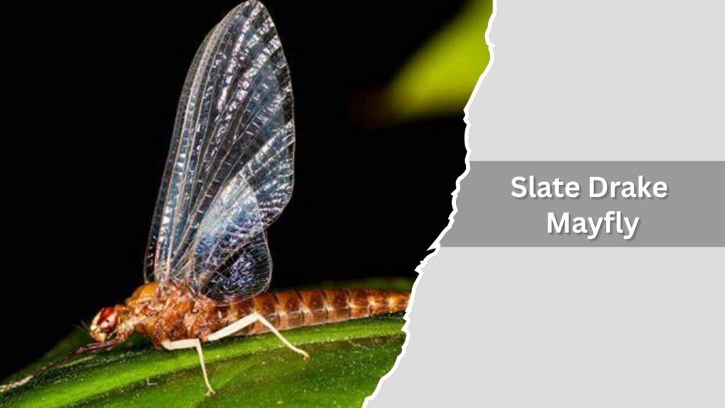 Slate Drake Mayfly