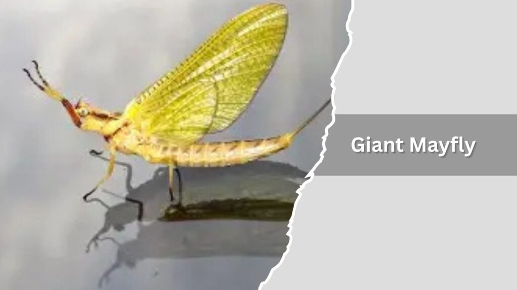Giant Mayfly