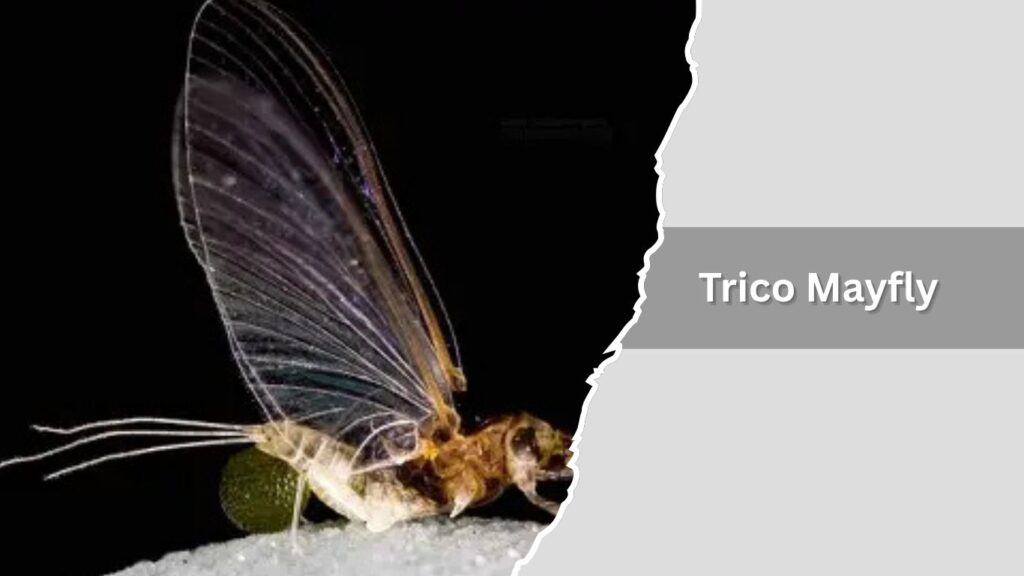  Trico Mayfly