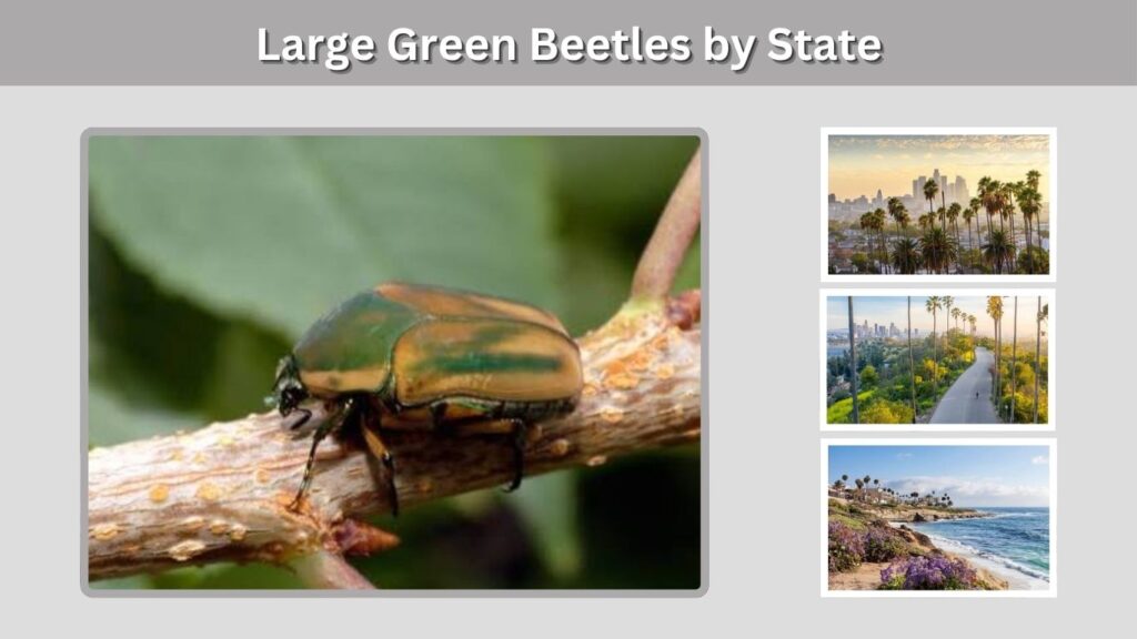 Large Green Beetles by State