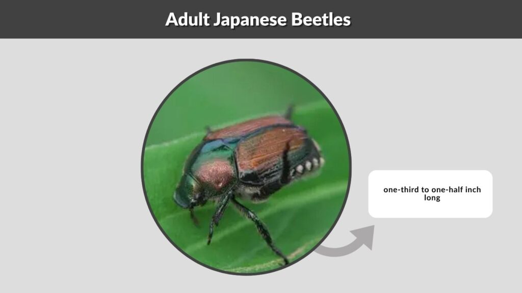 Stage 4: Adult Japanese Beetles