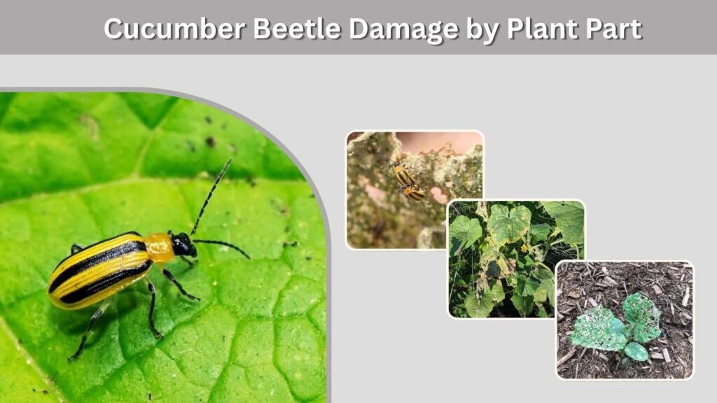 Cucumber Beetle Damage by Plant Part
