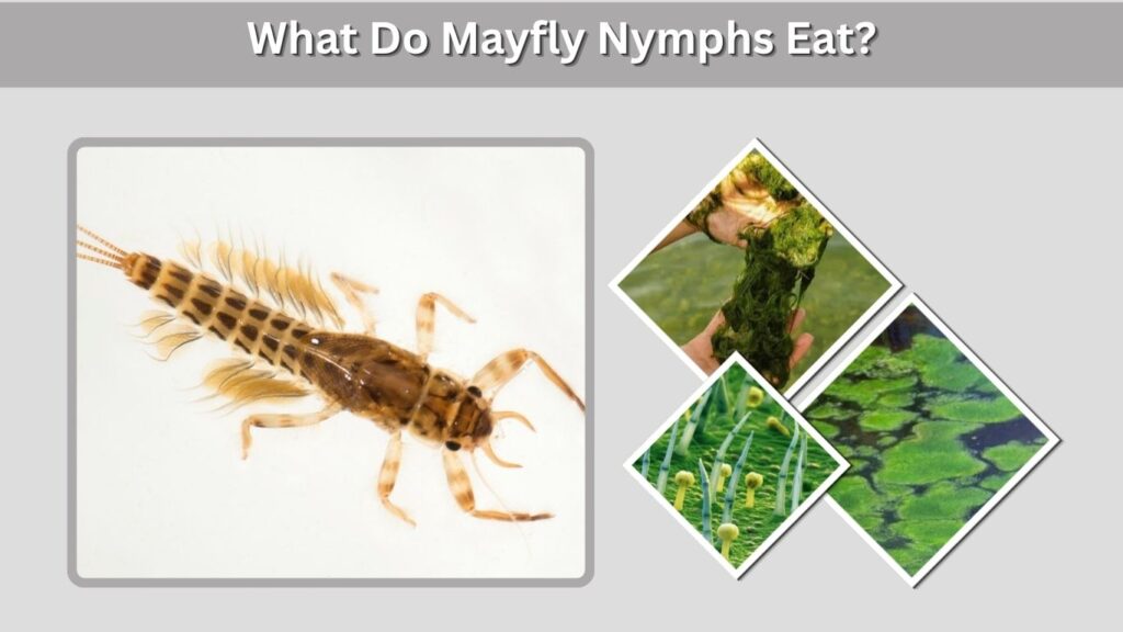 What Do Mayfly Nymphs Eat?