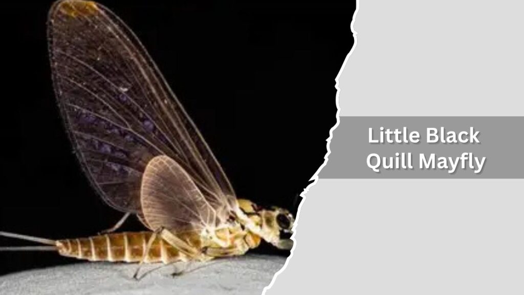Little Black Quill Mayfly