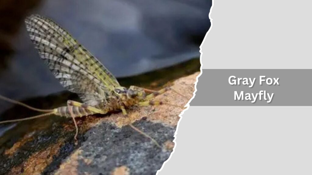  Gray Fox Mayfly