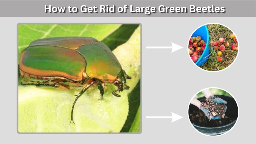 How to Get Rid of Large Green Beetles