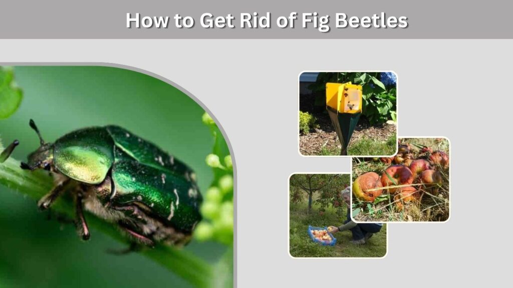 How to Get Rid of Fig Beetles