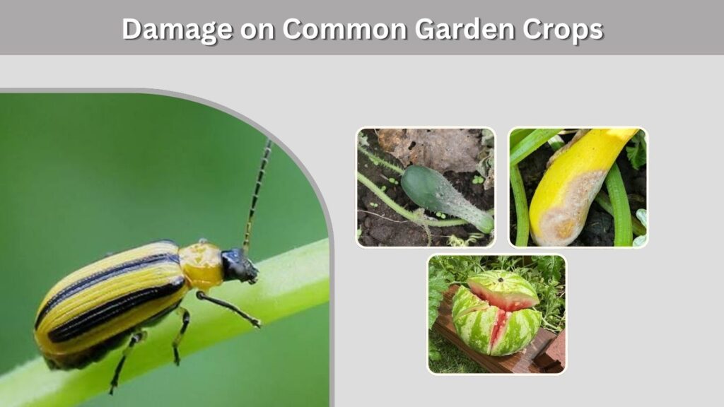 Damage on Common Garden Crops