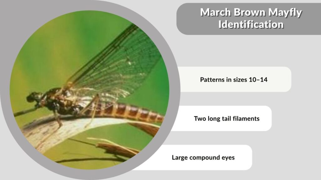 March Brown Mayfly Identification