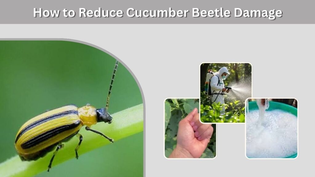 How to Reduce Cucumber Beetle Damage