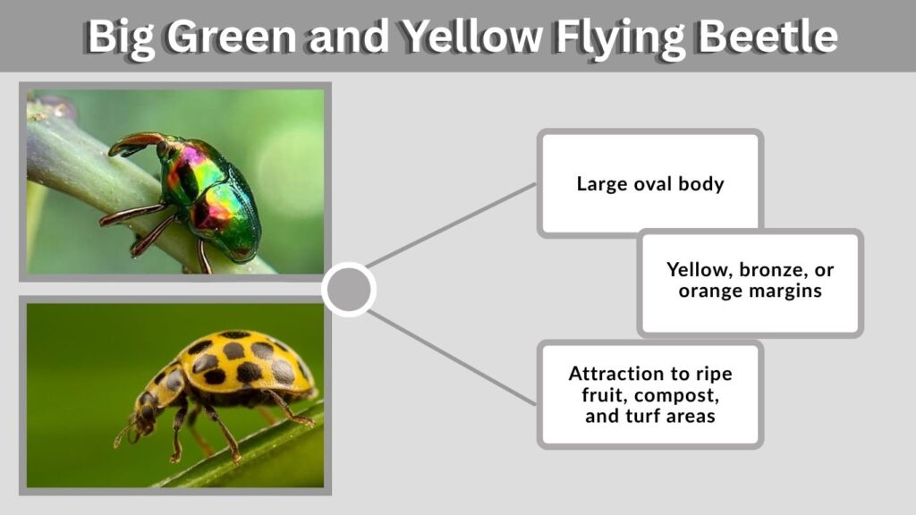 Big Green and Yellow Flying Beetle