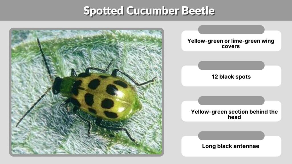 Spotted Cucumber Beetle