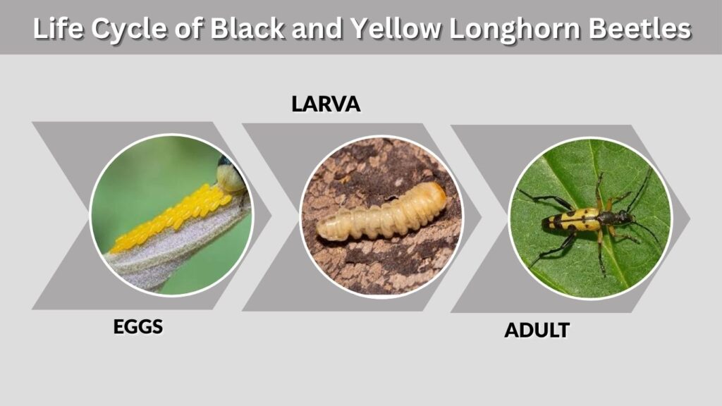 Life Cycle of Black and Yellow Longhorn Beetles