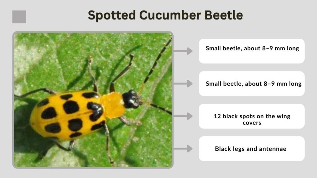 Spotted Cucumber Beetle