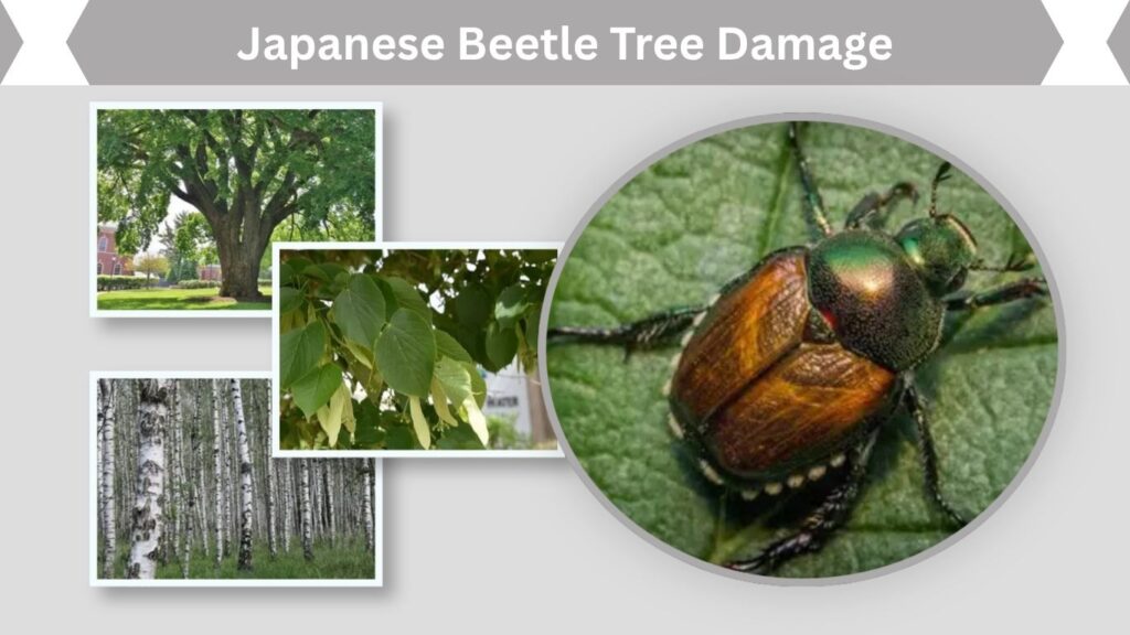 Japanese Beetle Tree Damage