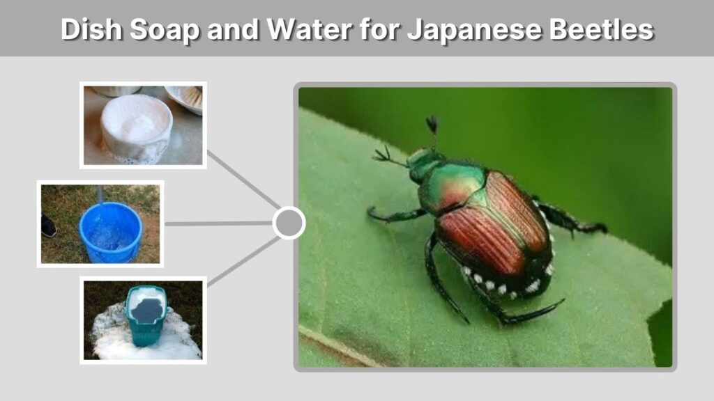 Dish Soap and Water for Japanese Beetles