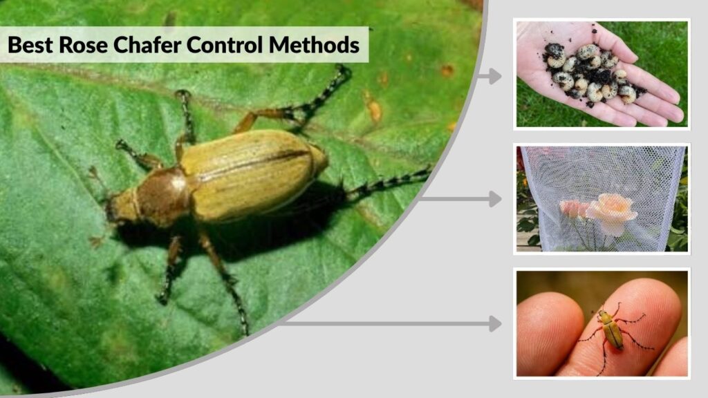 Best Rose Chafer Control Methods