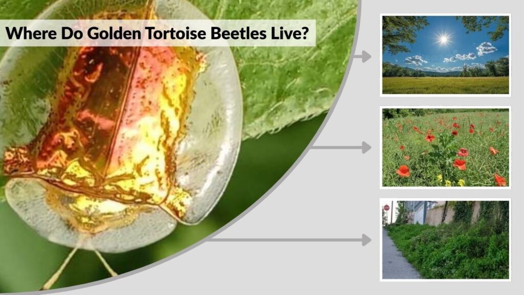 Where Do Golden Tortoise Beetles Live?