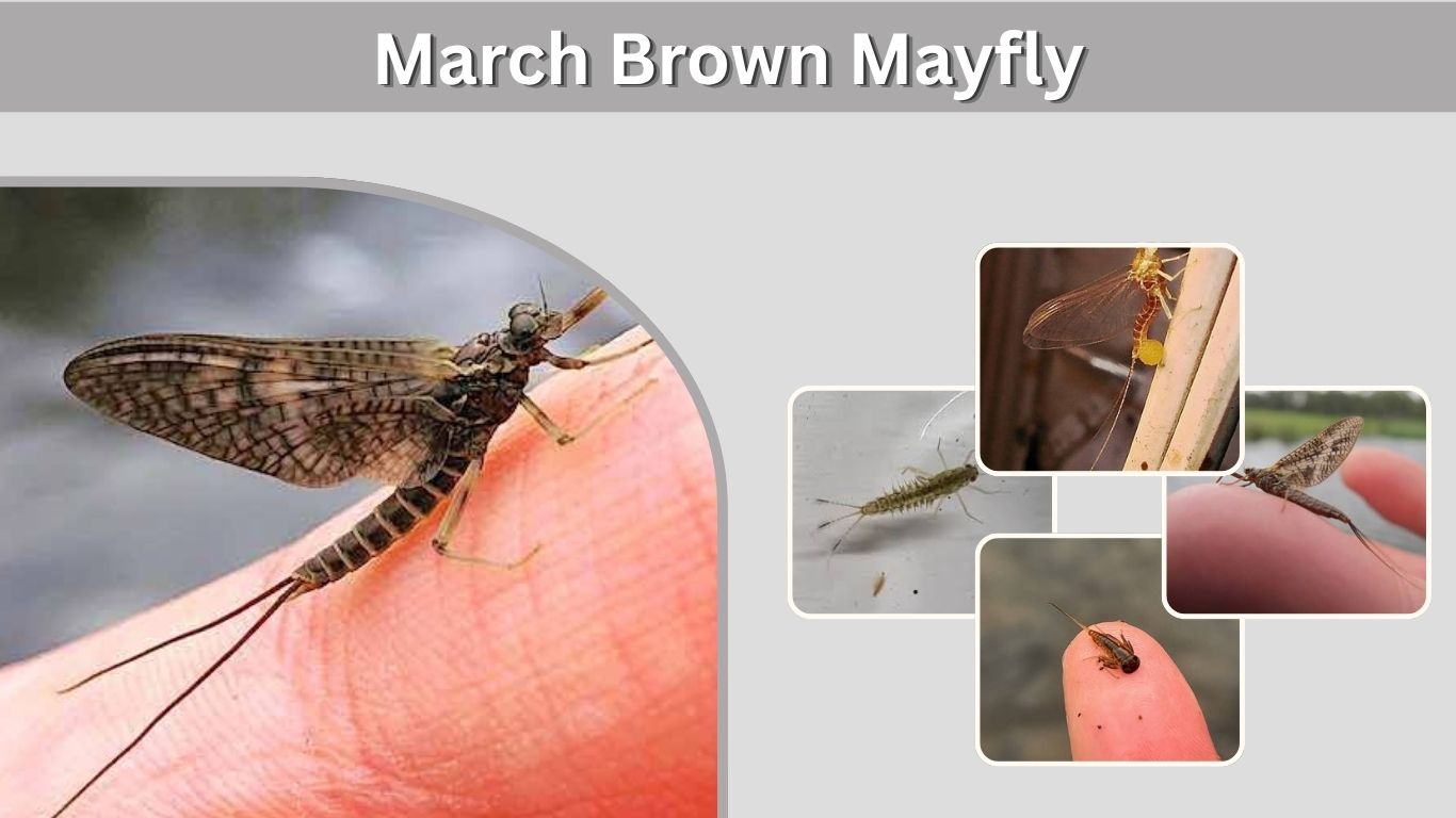 March Brown Mayfly: Identification, Nymphs, Hatch and Fly Patterns
