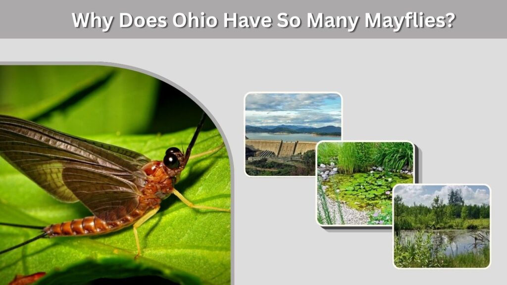 Why Does Ohio Have So Many Mayflies?