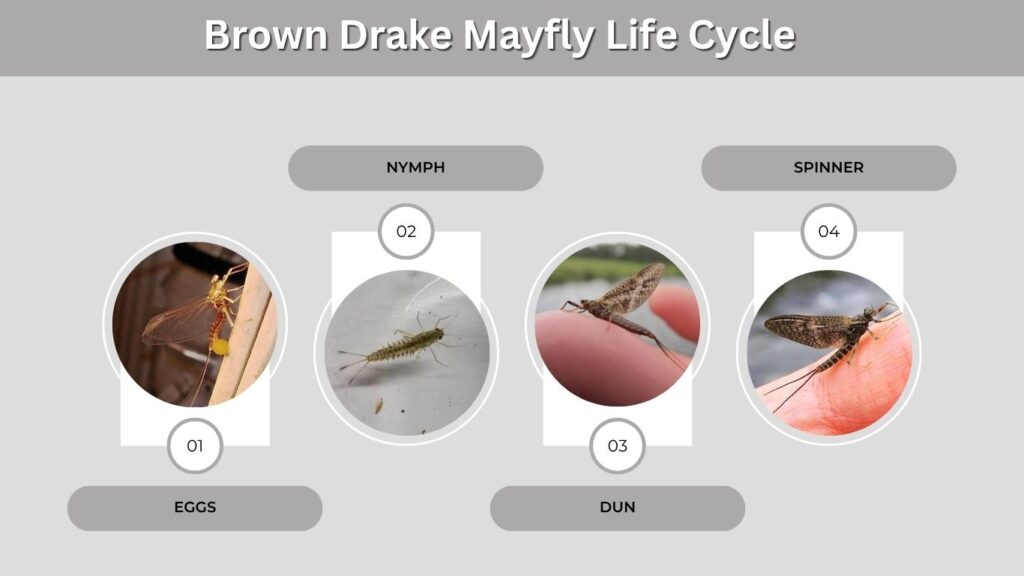March Brown Life Cycle