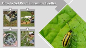 How to Get Rid of Cucumber Beetles Naturally and Safely
