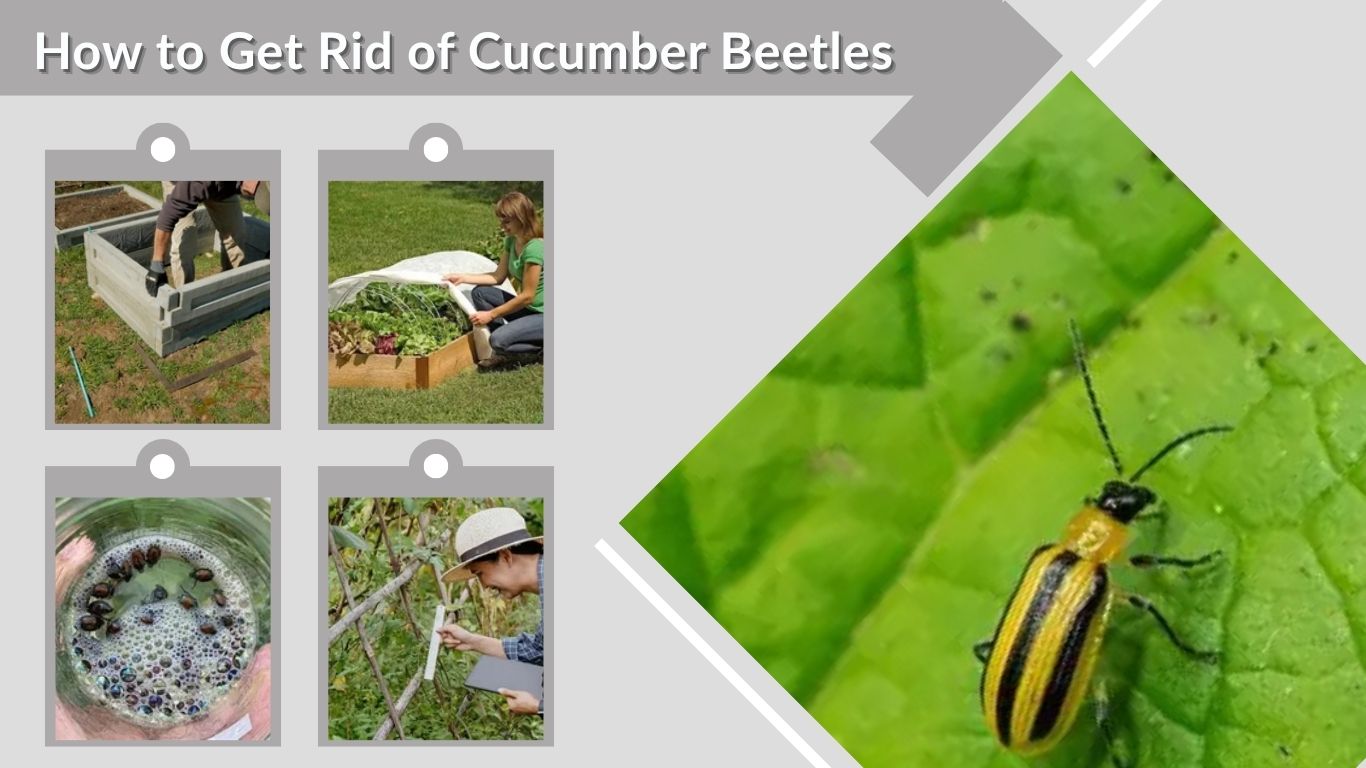 How to Get Rid of Cucumber Beetles Naturally and Safely
