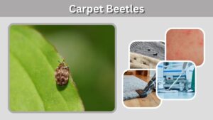 Carpet Beetles: Identification, Larvae, Bites and Control