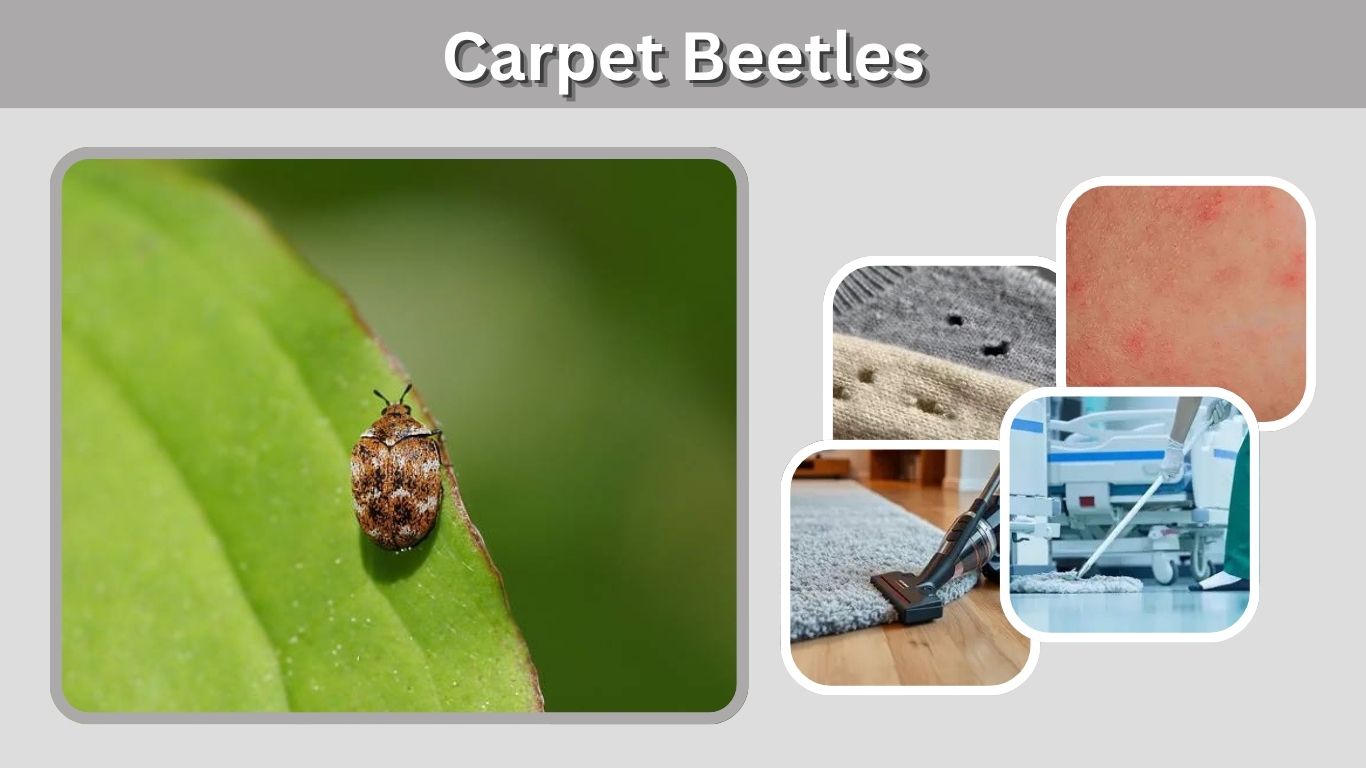 Carpet Beetles: Identification, Larvae, Bites and Control