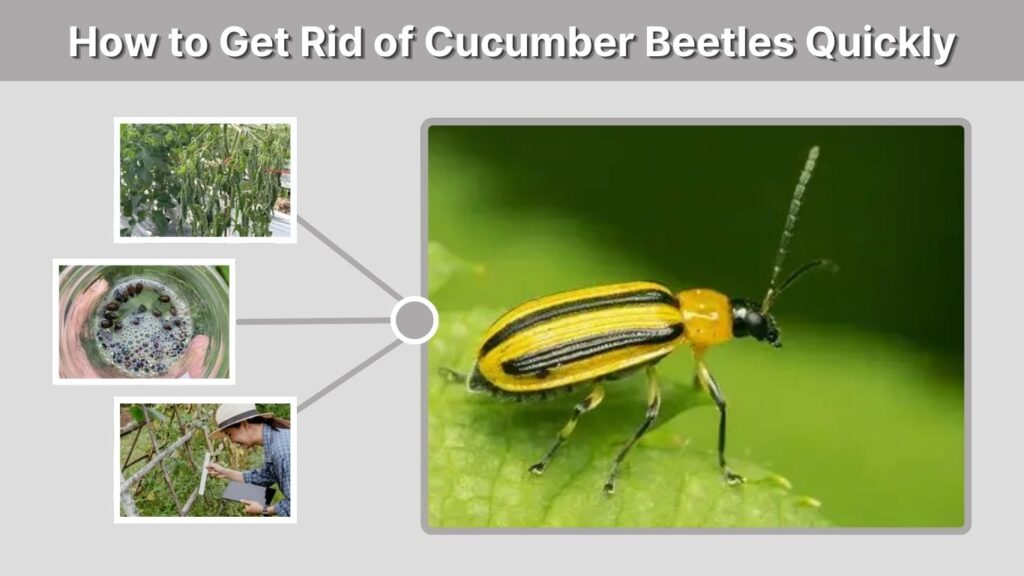 How to Get Rid of Cucumber Beetles Quickly