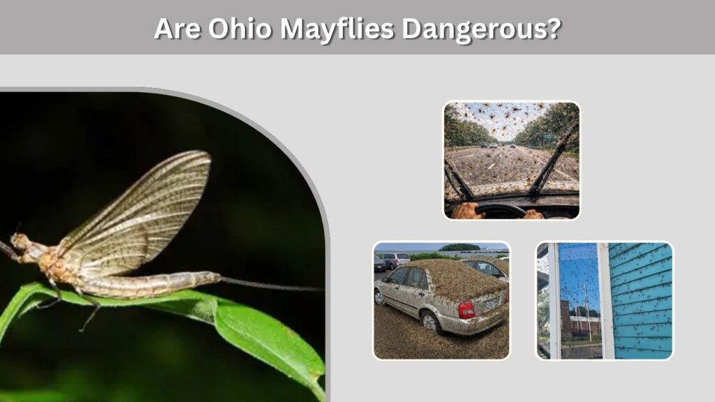 Are Ohio Mayflies Dangerous?