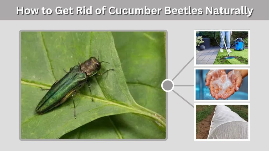 How to Get Rid of Cucumber Beetles Naturally
