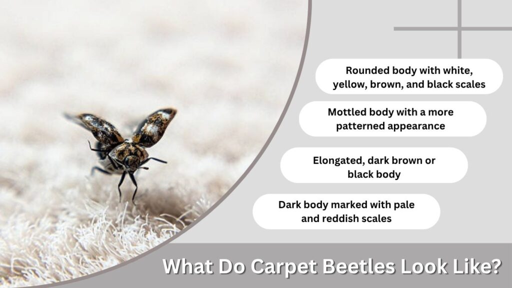 What Do Carpet Beetles Look Like?