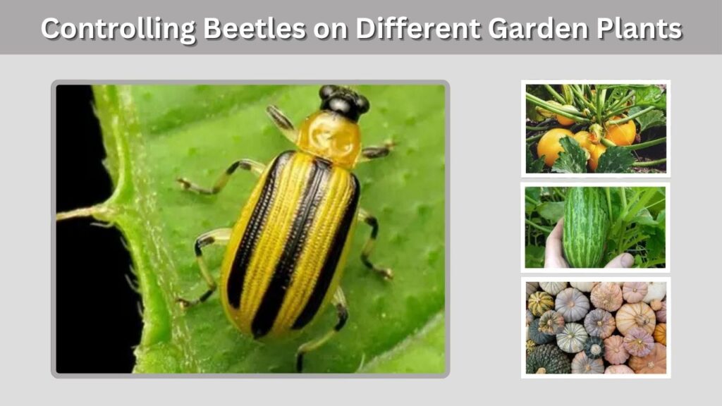 Controlling Beetles on Different Garden Plants