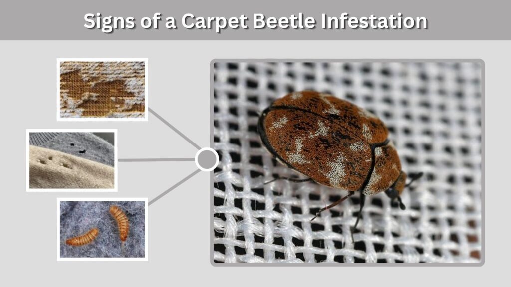 Signs of a Carpet Beetle Infestation